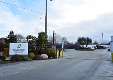 At Headstart Nursery in Gilroy. At this location Danziger and Varinova were presenting their varieities.